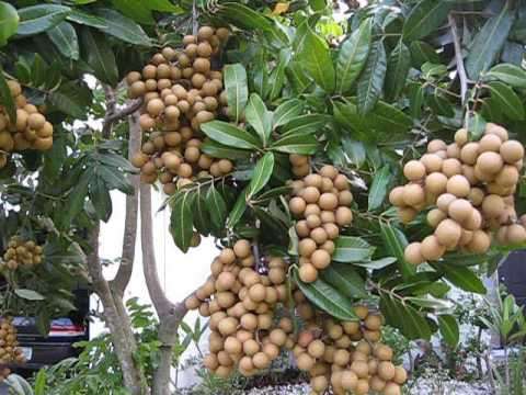 LONGAN / "DRAGON'S EYE" (Dimocarpus longan) - 10 SEEDS