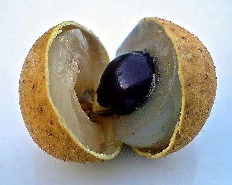 LONGAN / "DRAGON'S EYE" (Dimocarpus longan) - 10 SEEDS