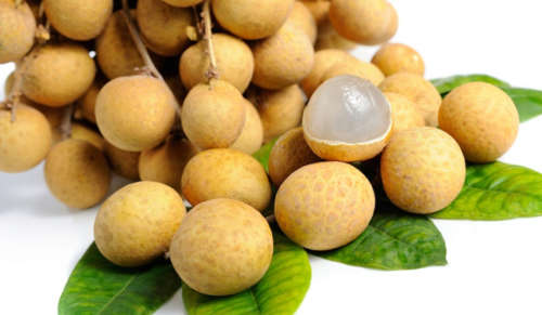 LONGAN / "DRAGON'S EYE" (Dimocarpus longan) - 10 SEEDS