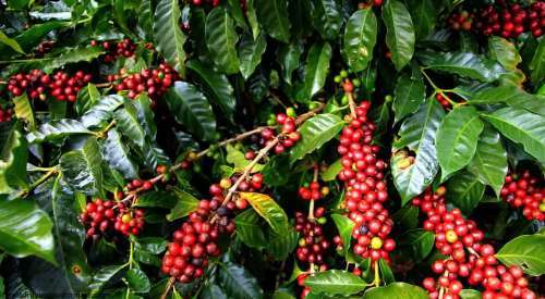 COFFEE ARABICA SEEDS  - 10 SEEDS