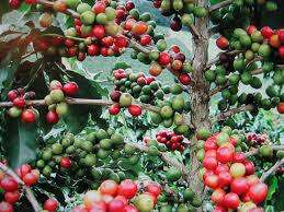 COFFEE ARABICA SEEDS  - 10 SEEDS