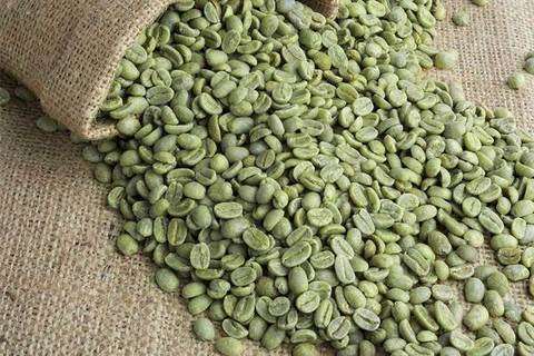 COFFEE ARABICA SEEDS  - 10 SEEDS