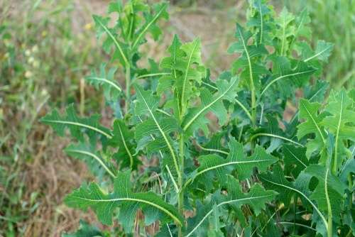 LACTUCA VIROSA - WILD OPIUM LETTUCE - 10 SEEDS