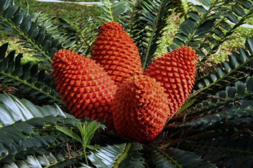 3 X ENCEPHALARTOS FEROX CYCAD SEEDS