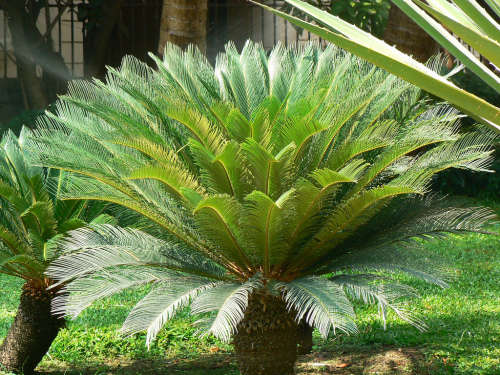 3 X ENCEPHALARTOS FEROX CYCAD SEEDS