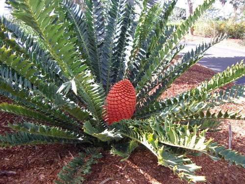 3 X ENCEPHALARTOS FEROX CYCAD SEEDS