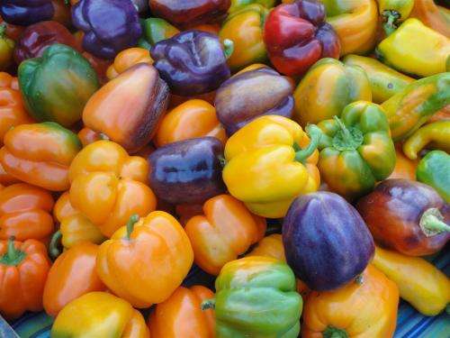 MULTI COLOUR  PEPPER SEED MIX - 20 SEEDS