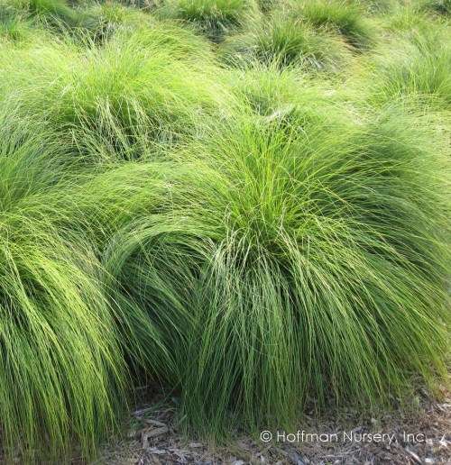 EXOTIC ORNAMENTAL GRASS -  Sporobolus heterolepis - 100 SEEDS