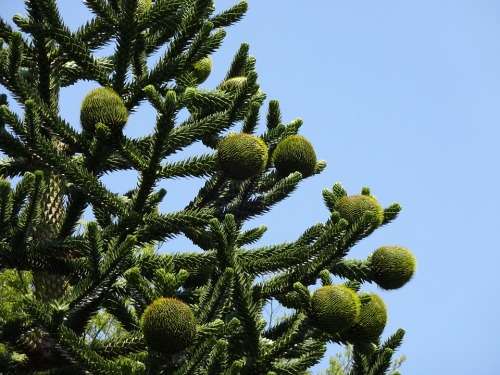 EXOTIC MONKEY PUZZLE TREE - 10 SEEDS - Araucaria araucana