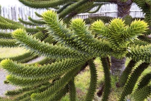 EXOTIC MONKEY PUZZLE TREE - 10 SEEDS - Araucaria araucana