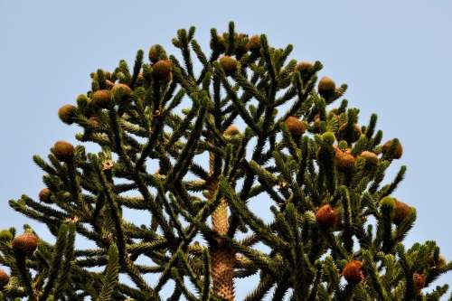 EXOTIC MONKEY PUZZLE TREE - 10 SEEDS - Araucaria araucana