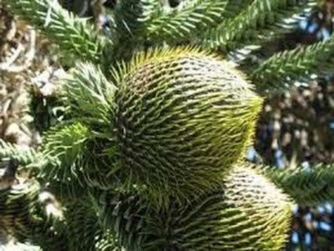 EXOTIC MONKEY PUZZLE TREE - 10 SEEDS - Araucaria araucana