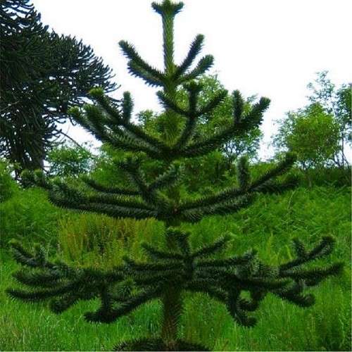 EXOTIC MONKEY PUZZLE TREE - 10 SEEDS - Araucaria araucana
