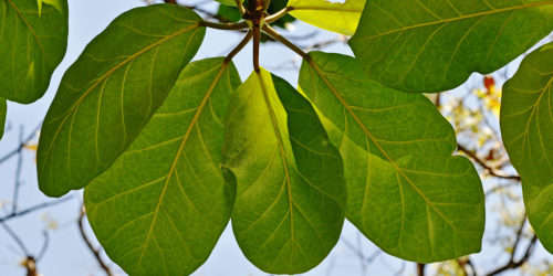 FICUS LUTEA -  Giant-Leaved Fig  - 20 seeds