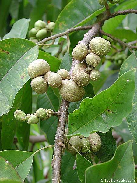 FICUS LUTEA -  Giant-Leaved Fig  - 20 seeds