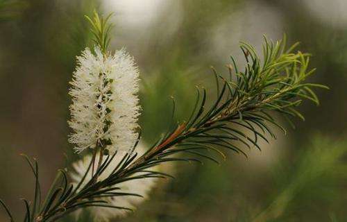 100 TEA TREE SEEDS - Melaleuca alternifolia