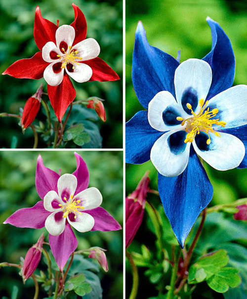 AQUILEGIA FLOWER MIXED COLORS  - 10 SEEDS
