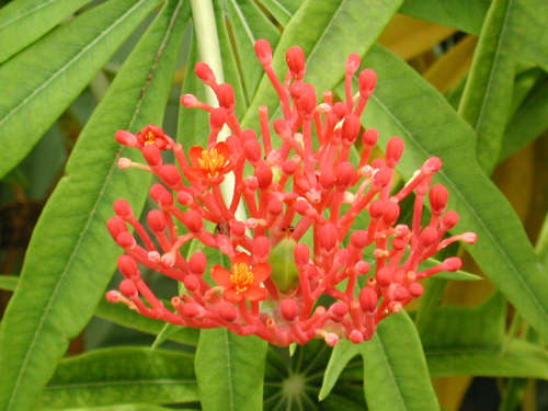 CORAL PLANT - Jatropha multifida - 10 SEEDS