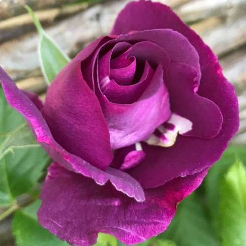 RARE  -  CARDINAL DE RICHELIEU ROSE - 10 SEEDS