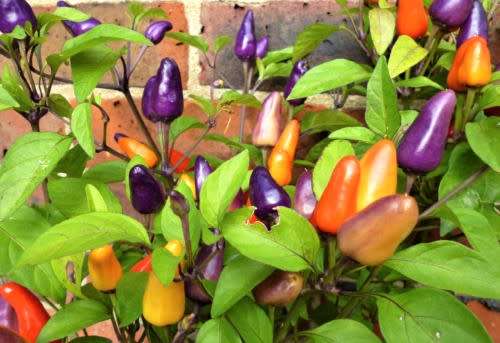AURORA CHILI SEEDS - RARE - 10 SEEDS