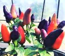 AURORA CHILI SEEDS - RARE - 10 SEEDS