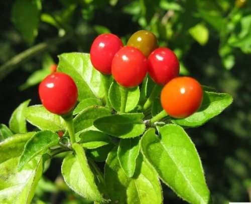CHILLIES - CHILTEPIN CHILI - heirloom  -  HOT!!!!!   -  10 SEEDS