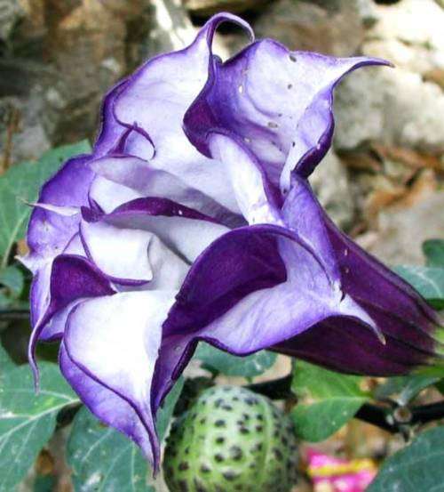 EXOTIC FLOWER -  DATURA METEL    -  10 SEEDS