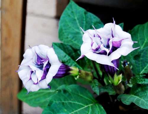 EXOTIC FLOWER -  DATURA METEL    -  10 SEEDS