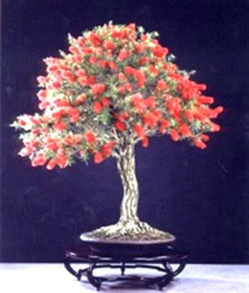 SEEDS FOR BONSAI - RED BOTTLEBRUSH  -  10 SEEDS