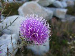 PURPLE DANDELION  (10 SEEDS)