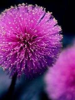 PURPLE DANDELION  (10 SEEDS)