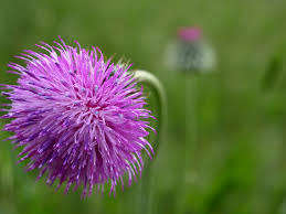 PURPLE DANDELION  (10 SEEDS)