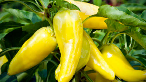 CHILLIES -  YELLOW BANANA CHILLIES (10)