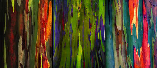 RAINBOW EUCALYPTUS (Eucalyptus Deglupta)  50 seeds