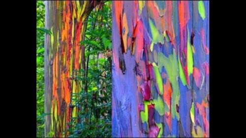 RAINBOW EUCALYPTUS (Eucalyptus Deglupta)  50 seeds