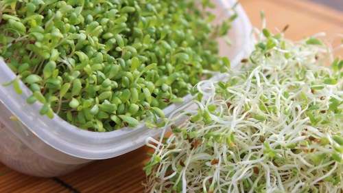 ALFALFA SPROUTING SEEDS - MEDICAGO SATIVA- 500 seeds