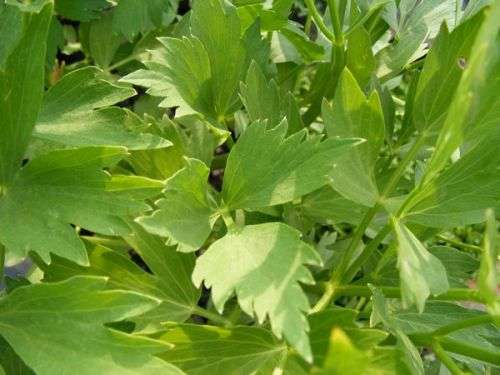 HERBS & MEDICINAL -  LOVAGE  (Levisticum officinale) (10 SEEDS)