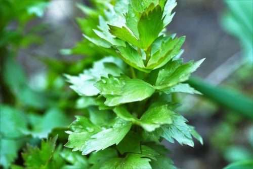 HERBS & MEDICINAL -  LOVAGE  (Levisticum officinale) (10 SEEDS)