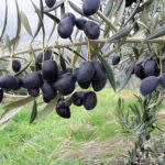 Arbequina Olive (Olea europaea)  10 seeds