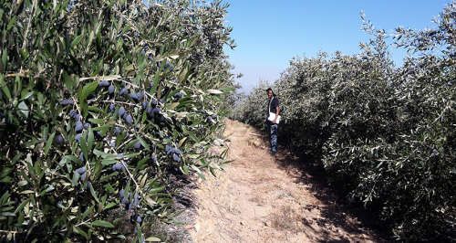 Arbequina Olive (Olea europaea)  10 seeds