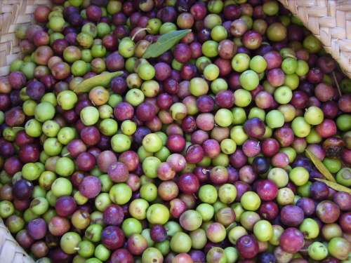 Arbequina Olive (Olea europaea)  10 seeds