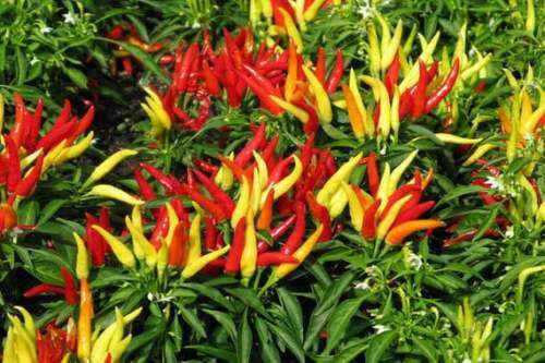 CHILLIES - MEDUSA CHILLI 10 SEEDS - RARE