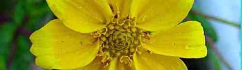 NIGER / Guizotia abyssinica/ ramtilla   200 SEEDS  - Herbs