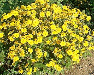 NIGER / Guizotia abyssinica/ ramtilla   200 SEEDS  - Herbs