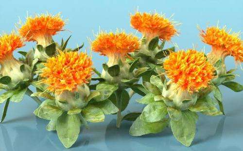 SAFFRON SUBSTITUTE - Safflower (Carthamus tinctorius) 50 SEEDS - HERB