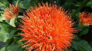 SAFFRON SUBSTITUTE - Safflower (Carthamus tinctorius) 50 SEEDS - HERB