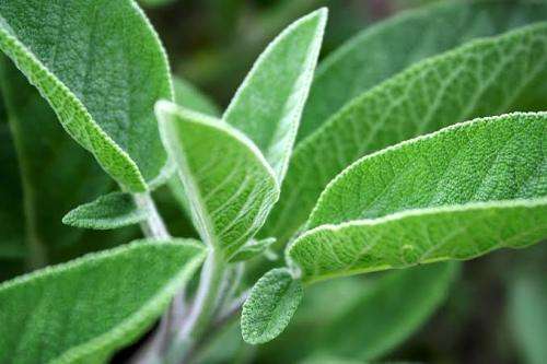 SAGE - 10 seeds   -  HERBS