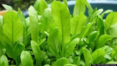 HERBS -  SORRELL  -   20 seeds