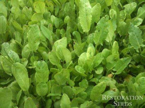 HERBS -  SORRELL  -   20 seeds