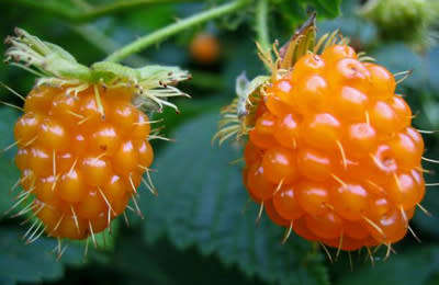 SALMON BERRY -  10 SEEDS   Rubus Spectabilis